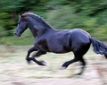 02 Full gallop Copyright Villayat Sunkmanitu